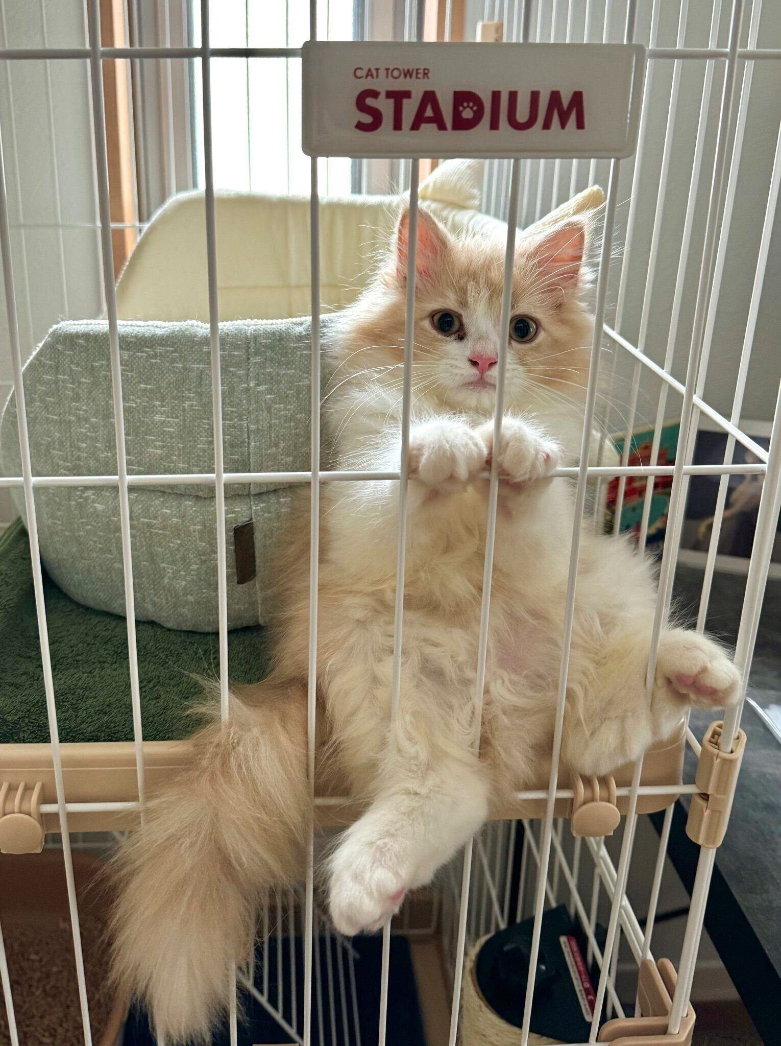 ケージの中にいるロカくん　ぬいぐるみのようにかわいらしい