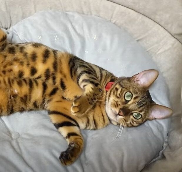 ママを待つ　ベルちゃん