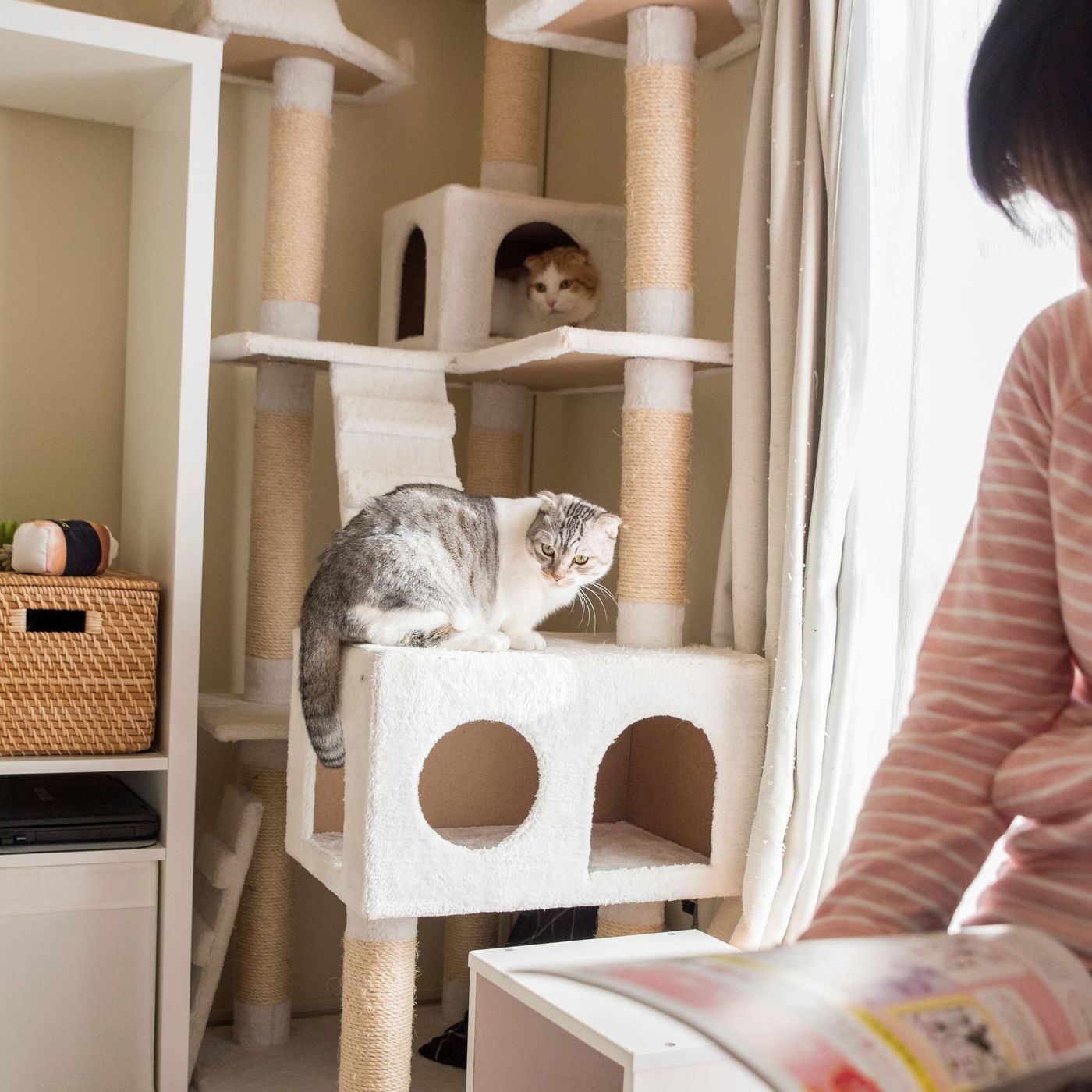 猫も注意 環境の変化による5つの春ストレス ねこのきもちweb Magazine