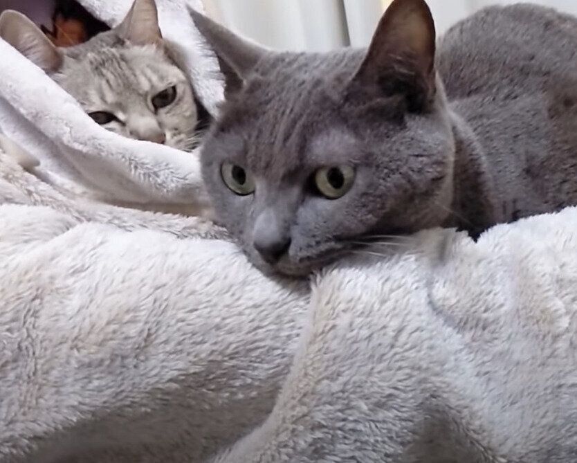 ママさんと温まる猫たち