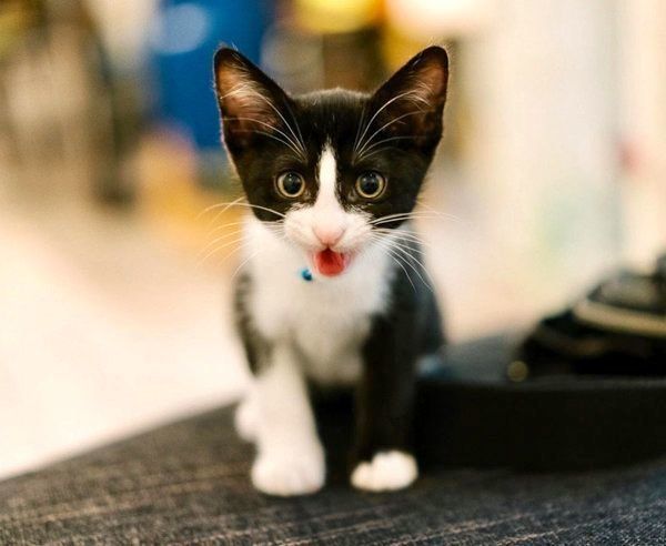 元保護猫・ハチくん