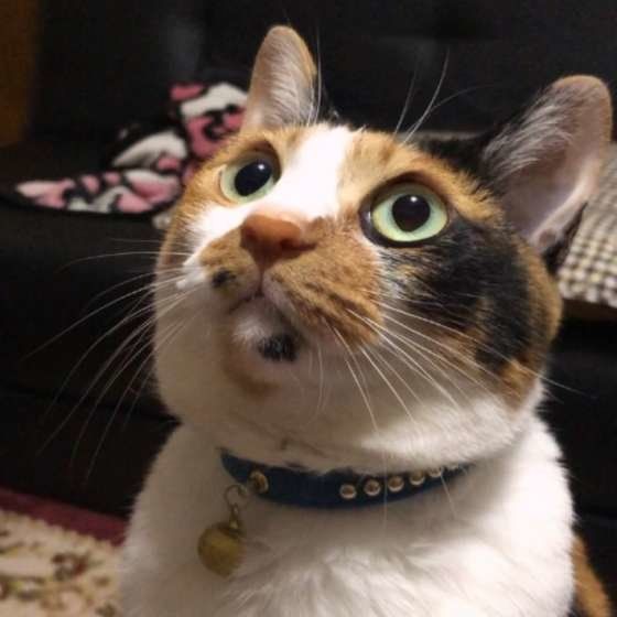 上を見上げる三毛猫