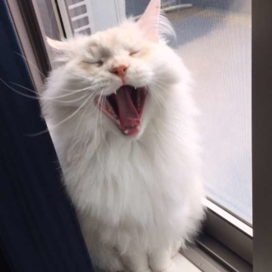 あくびしている白いメインクーン