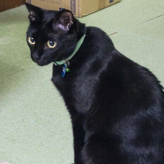 黒猫のごまちゃん