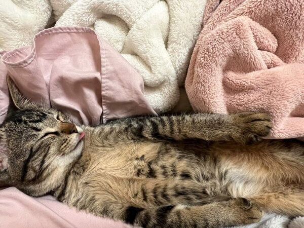 ヘソ天するとろろちゃん