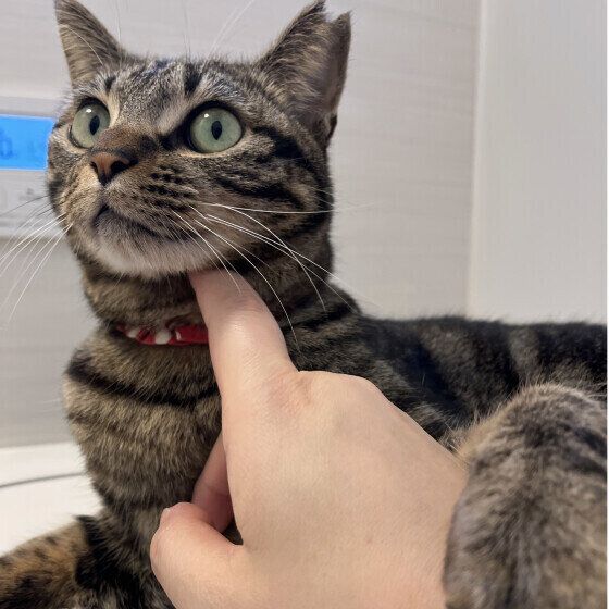 Mix（キジトラ）のニコちゃん♪