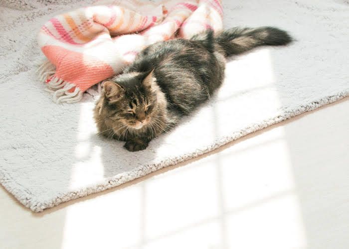 カーペットでくつろぐ猫