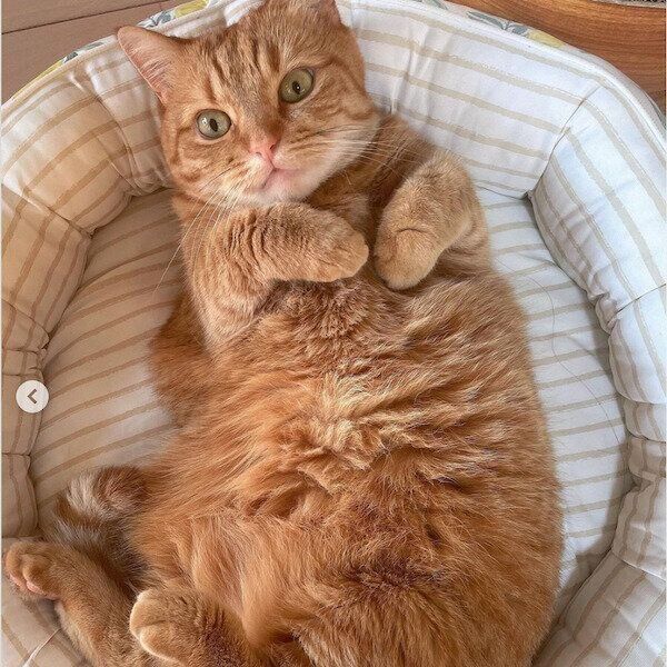 ニトリの猫グッズ