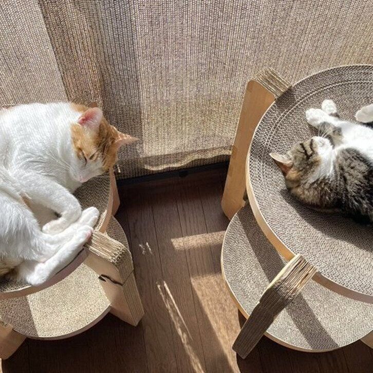 爪とぎ器の上でひなたぼっこをするおーちゃんとはなちゃん