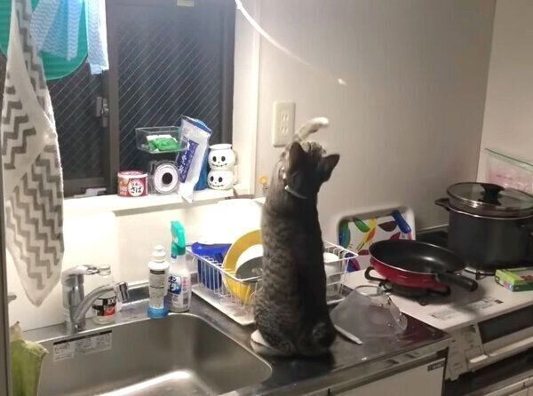 キッチンの電灯のヒモで遊ぶまるきちくん