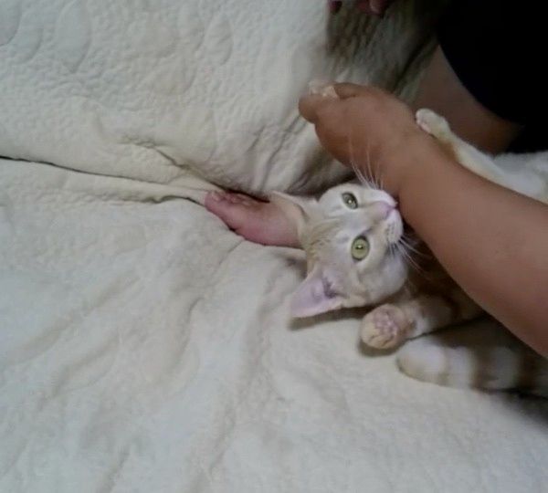 爪切りが嫌いな猫