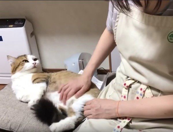 甘えるニャンコ