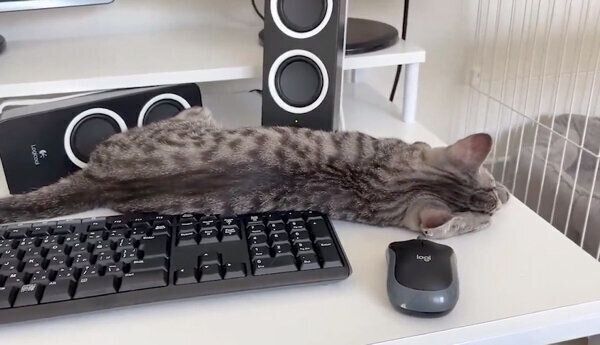 仕事中の飼い主さんに「かまって」とアピールするととまるくん