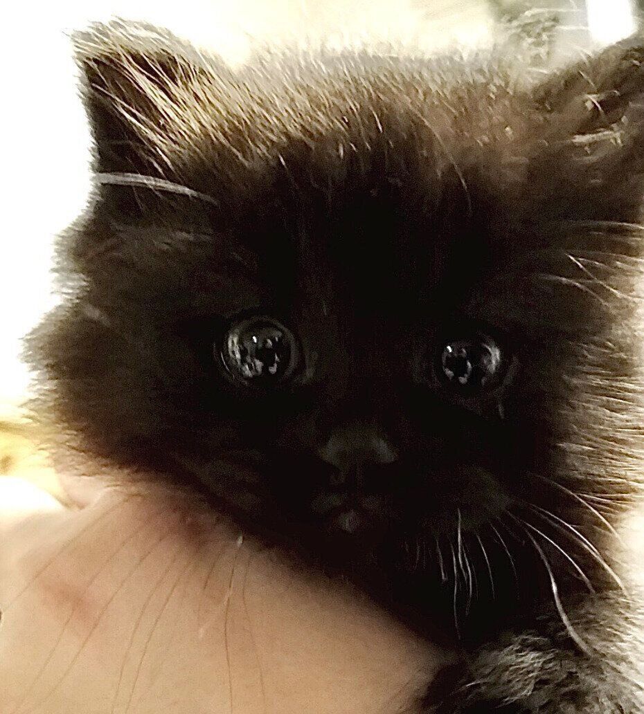 お迎えして間もないころのひまわりちゃん