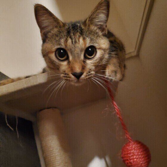 MIXキジトラのたぬきちゃん