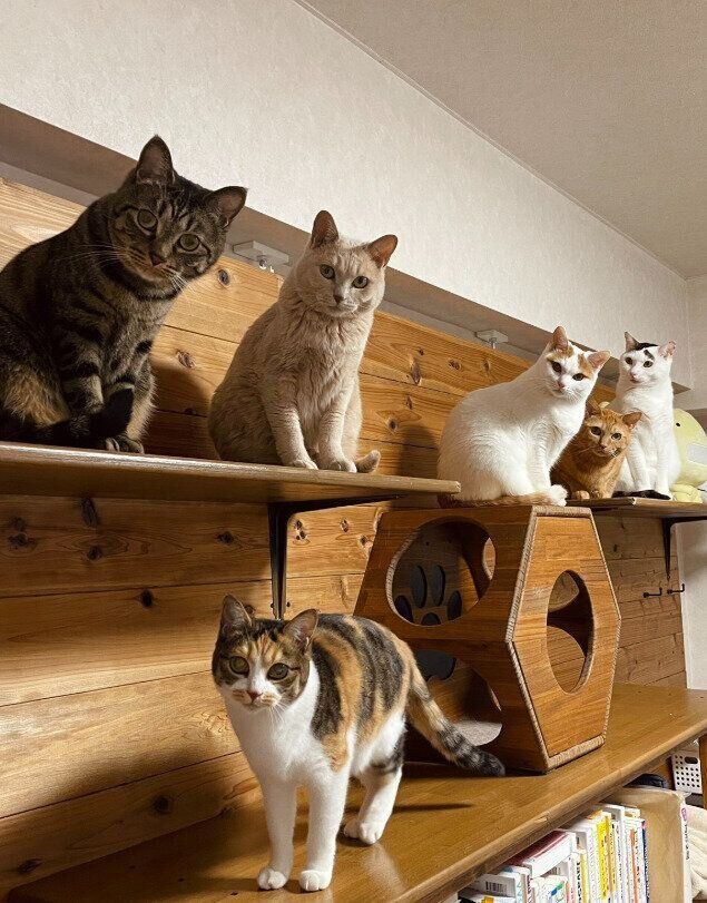 6匹の猫