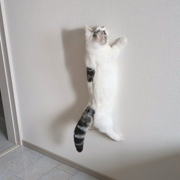 壁に張りついたように見えるシロップくん