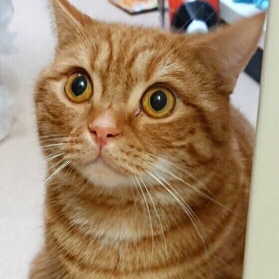 ビックリする猫（マンチカン、オス）