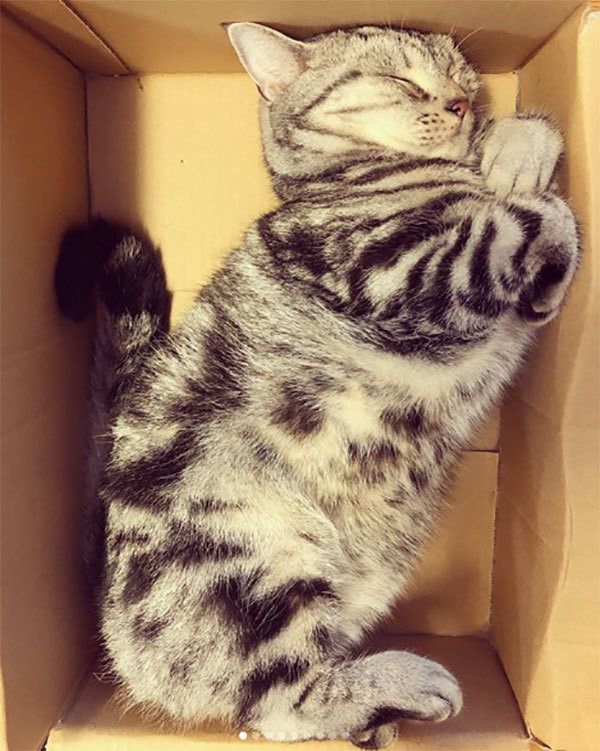 くつろぐアメリカンショートヘア