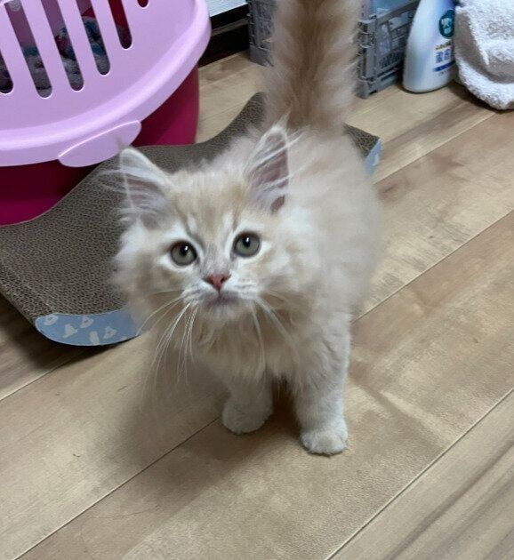 生後2カ月半のマンチカン