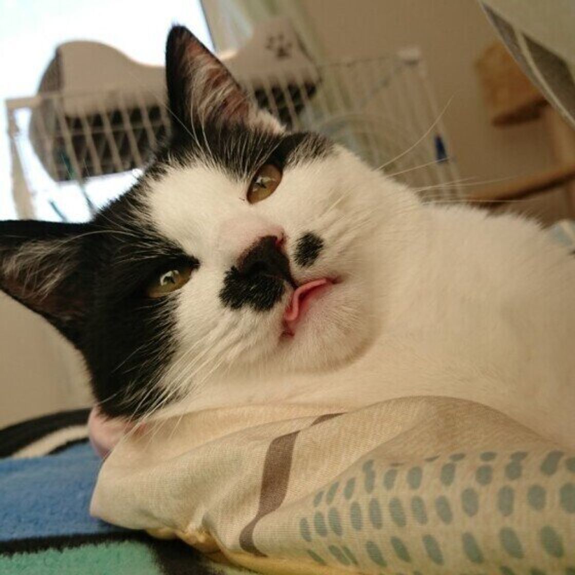 猫が噛んでしまう3つの原因は 噛まれたときの飼い主のng対応も解説 ねこのきもちweb Magazine 猫が噛んでしまう3つの原因は 噛まれたときの飼い主のng対応も解説 ねこのきもちweb Magazine