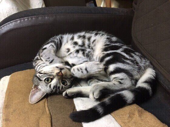 くつろぐアメリカンショートヘア