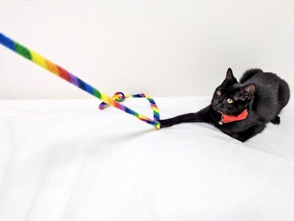 猫じゃらしで遊ぶシディーちゃん