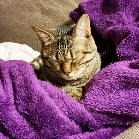 毛布の上で寝るさくらちゃん（MIX）