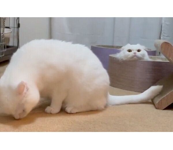 床のニオイを嗅ぐしらたまくん