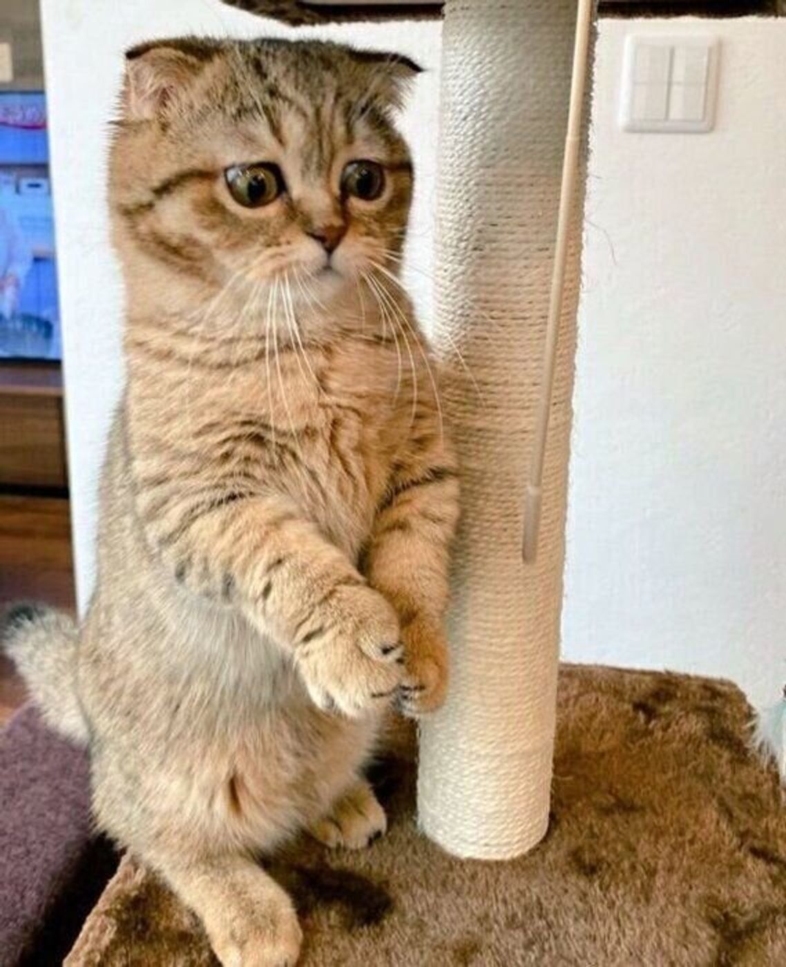 お留守番が不満で不機嫌に 猫は気持ちが表情にあらわれることがあるのか 獣医師解説 ねこのきもちweb Magazine お留守番が不満で不機嫌に 猫は気持ちが表情にあらわれることがあるのか 獣医師解説 ねこのきもちweb Magazine