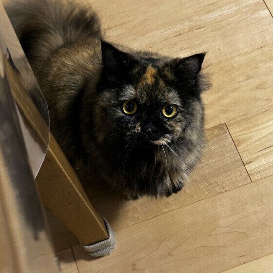 ジッと見つめてくるマンチカン
