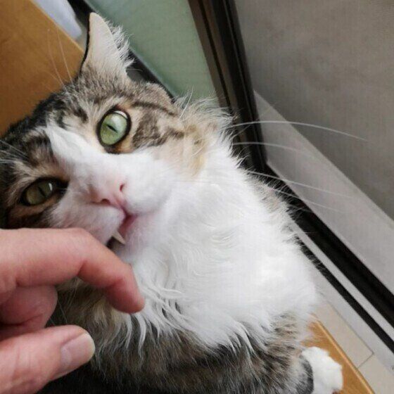 ニオイを嗅ぐメインクーン