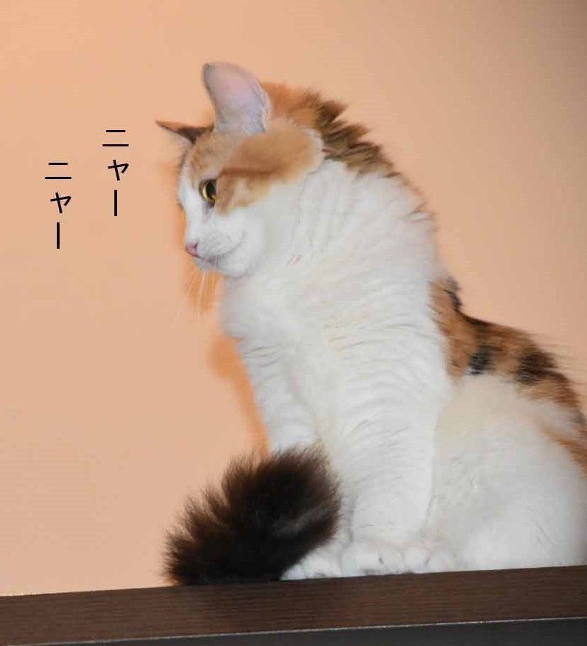 画像／ねこのきもち2019年８月号『猫よ、すんのかい　せんのかい　せーへんのかいっ！』