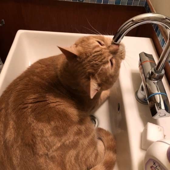 水を飲みたがるアメリカンショートヘア