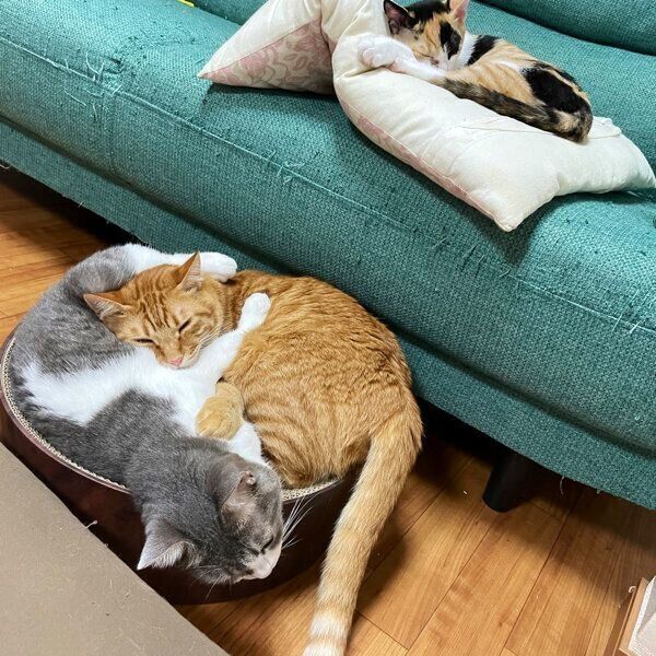 まったりする猫たち