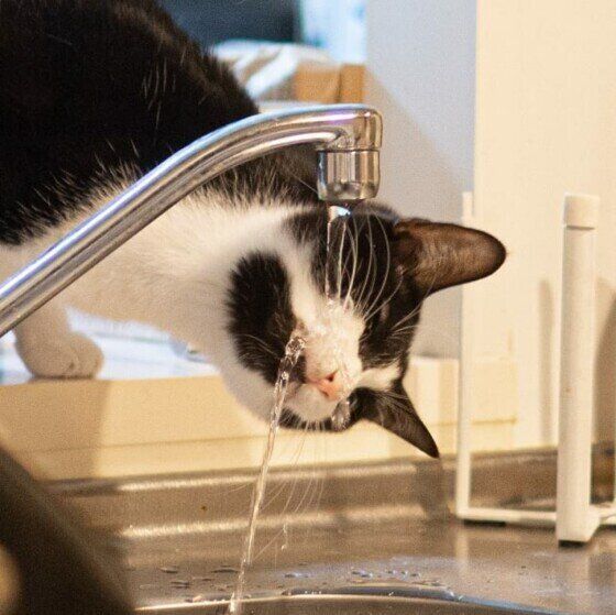 水を飲むのに失敗している黒白猫