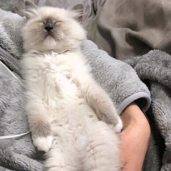 抱っこされたまま寝るラグドール（メス）