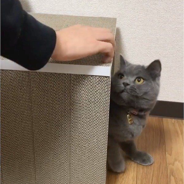 おうちが襲撃されるブリティッシュショートヘア