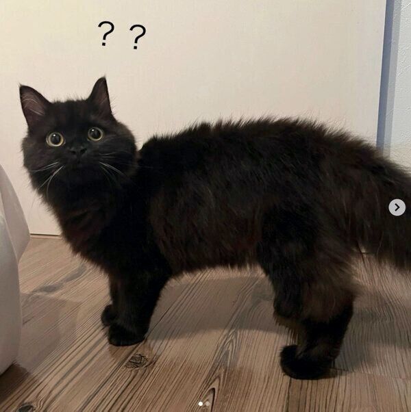 見つめるてんちゃん