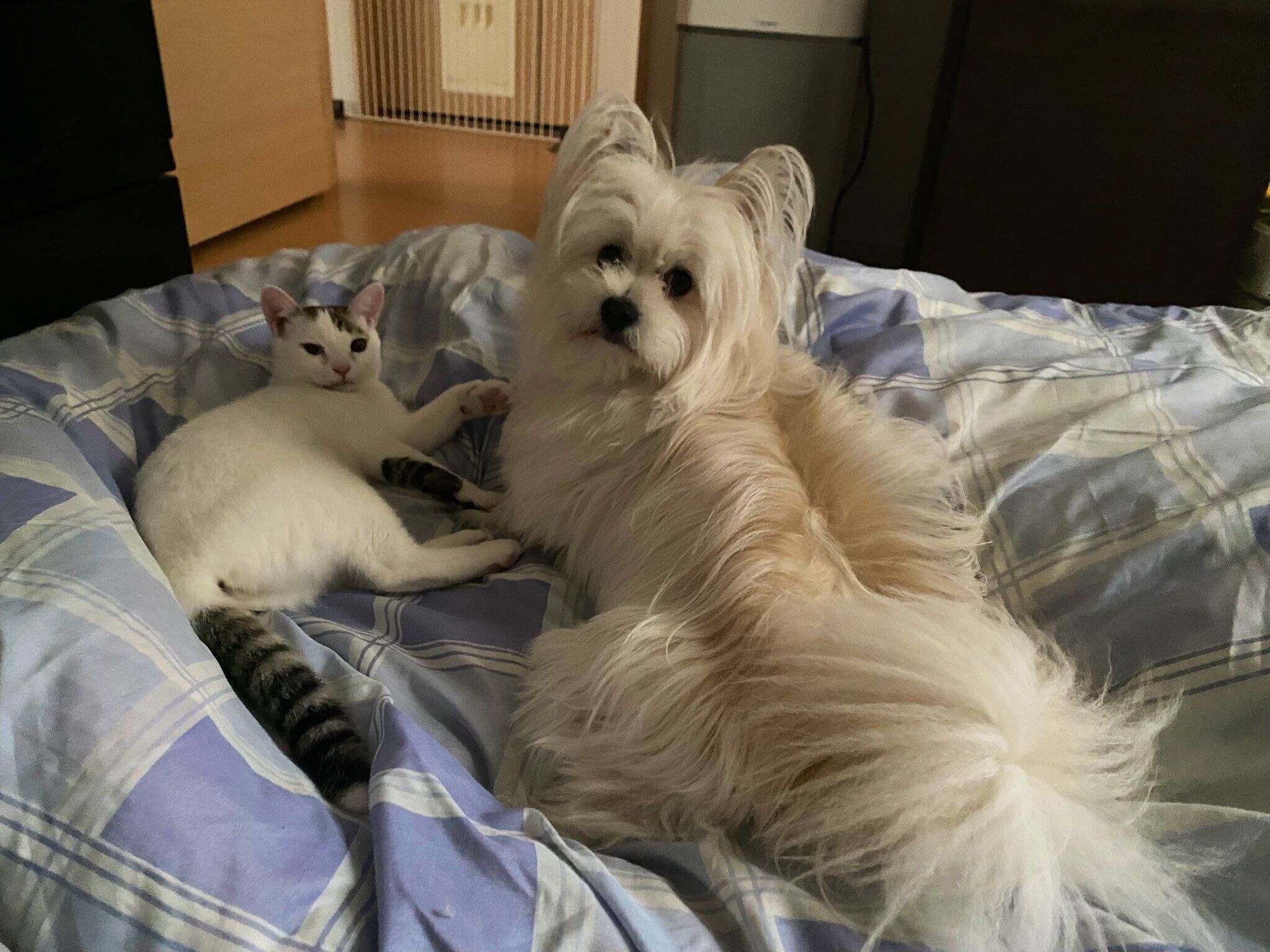 まったりするししゃもちゃん、おちゃづけくん