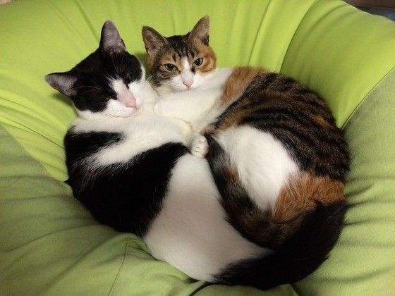 冬になりくっついて寝る猫2匹