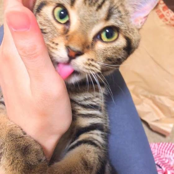 人の手を舐める猫