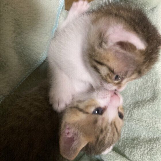 キジトラのえのきちゃん