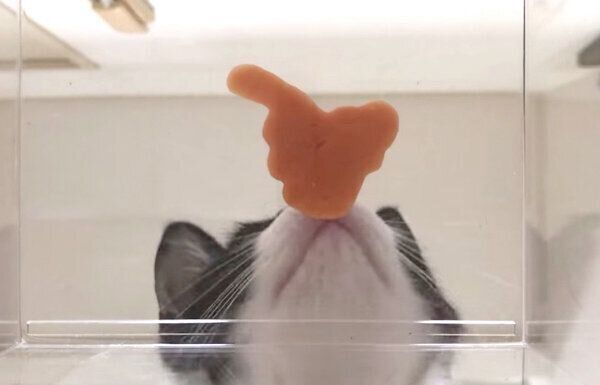 ちゅ〜るを食べるむーくん