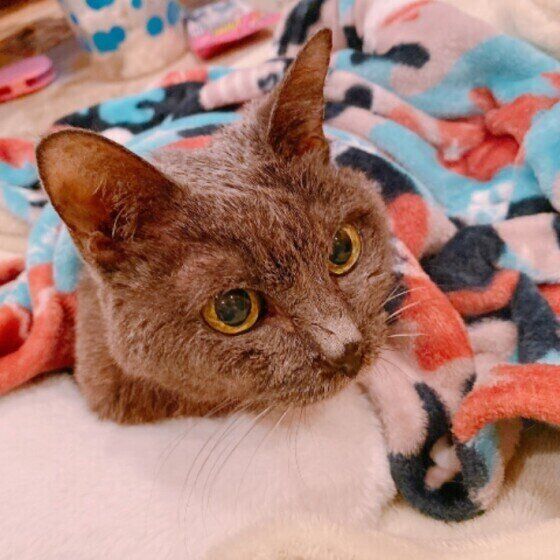 グレー　しゃあちゃん