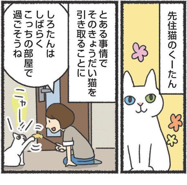先住猫と新入り猫の対面時に気をつけたいこと