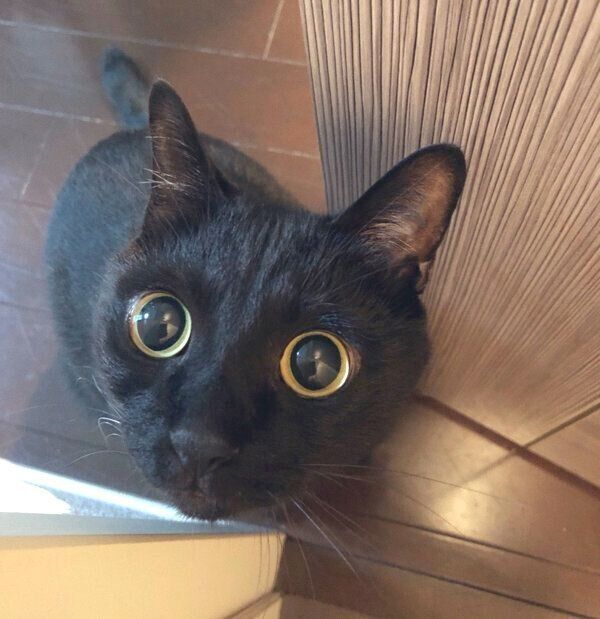 見つめるこねろくくん