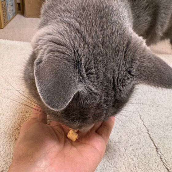 ハンドフィードでおやつをもらうロシアンブルー