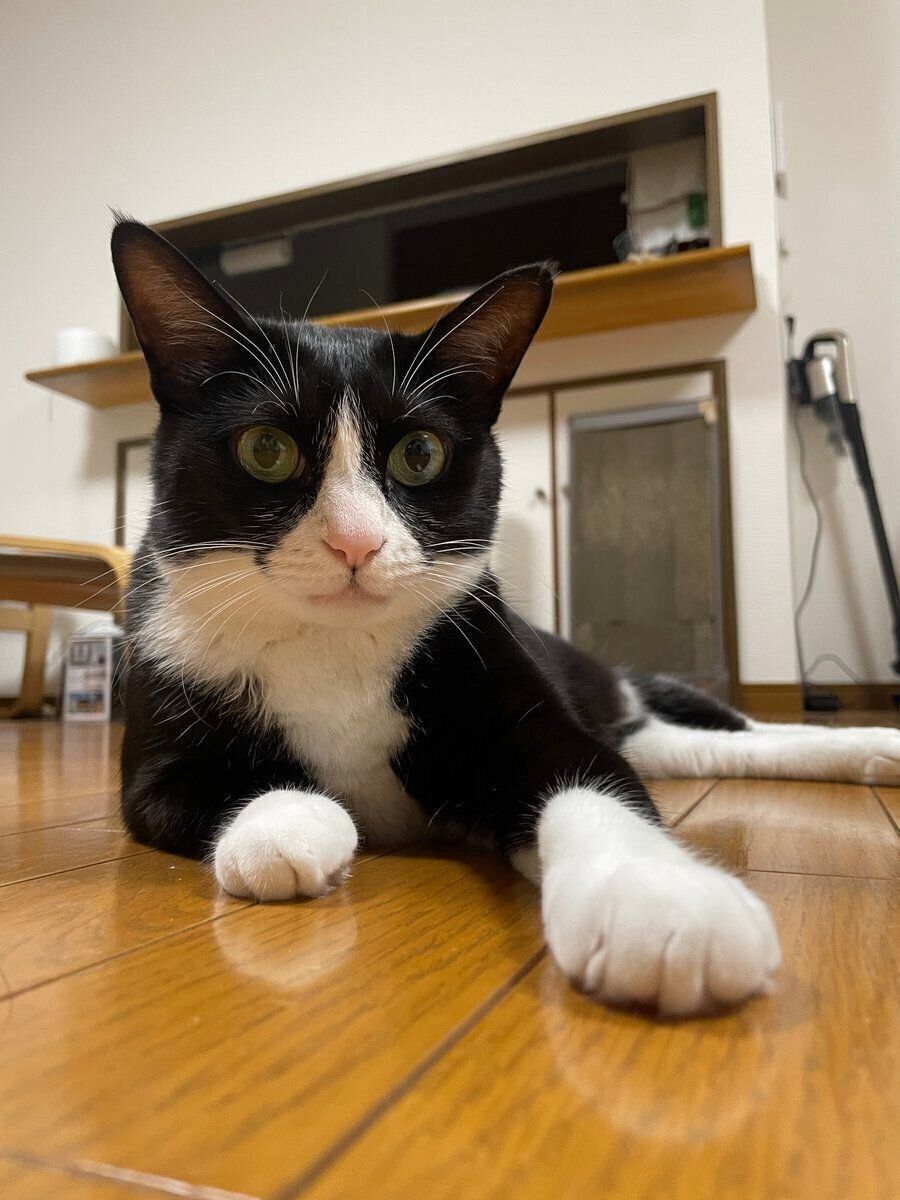 床に寝転がる梅ちゃん