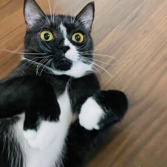 見つめるマンチカン